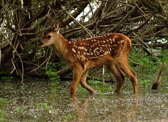 PASSIONE PER IL CERVO